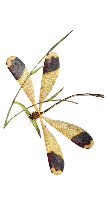 libellule